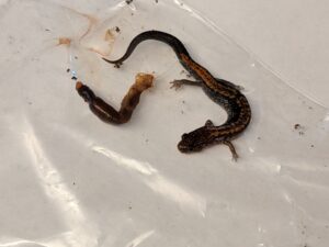 A partially digested earthworm and an eastern red-backed salamander