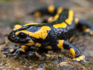 A European fire salamander (<em>Salamandra salamandra</em>), one of the species affected by the chytrid fungus <em>Bsal</em>. Photo from Wikimedia Commons by William Warby