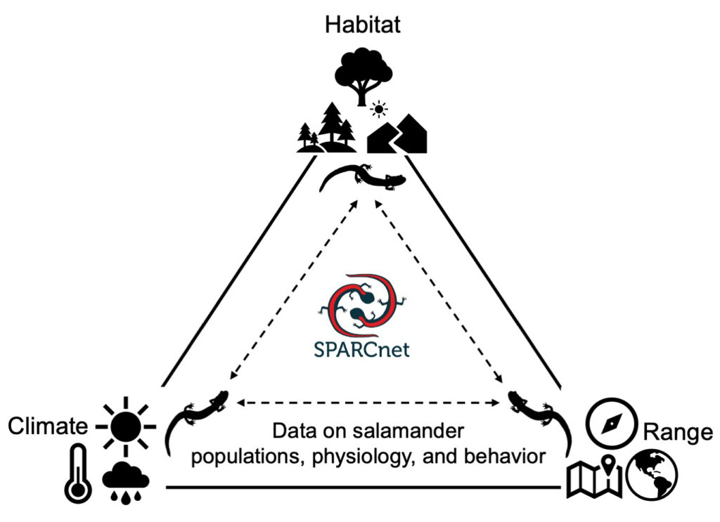 A triangle with habitat at the top vertex, range at the bottom right vertex, and climate at the bottom left vertex. In the center, three salamanders are connected in a triangle with dashed, two-headed arrows, and within the center of that is the SPARCnet logo.