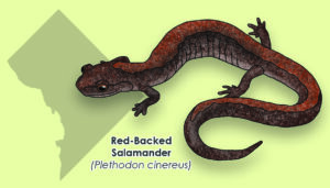 DC_RedbackSal The Amphibian Week “trading card” designed by Maddie, now updated to include DC in the background