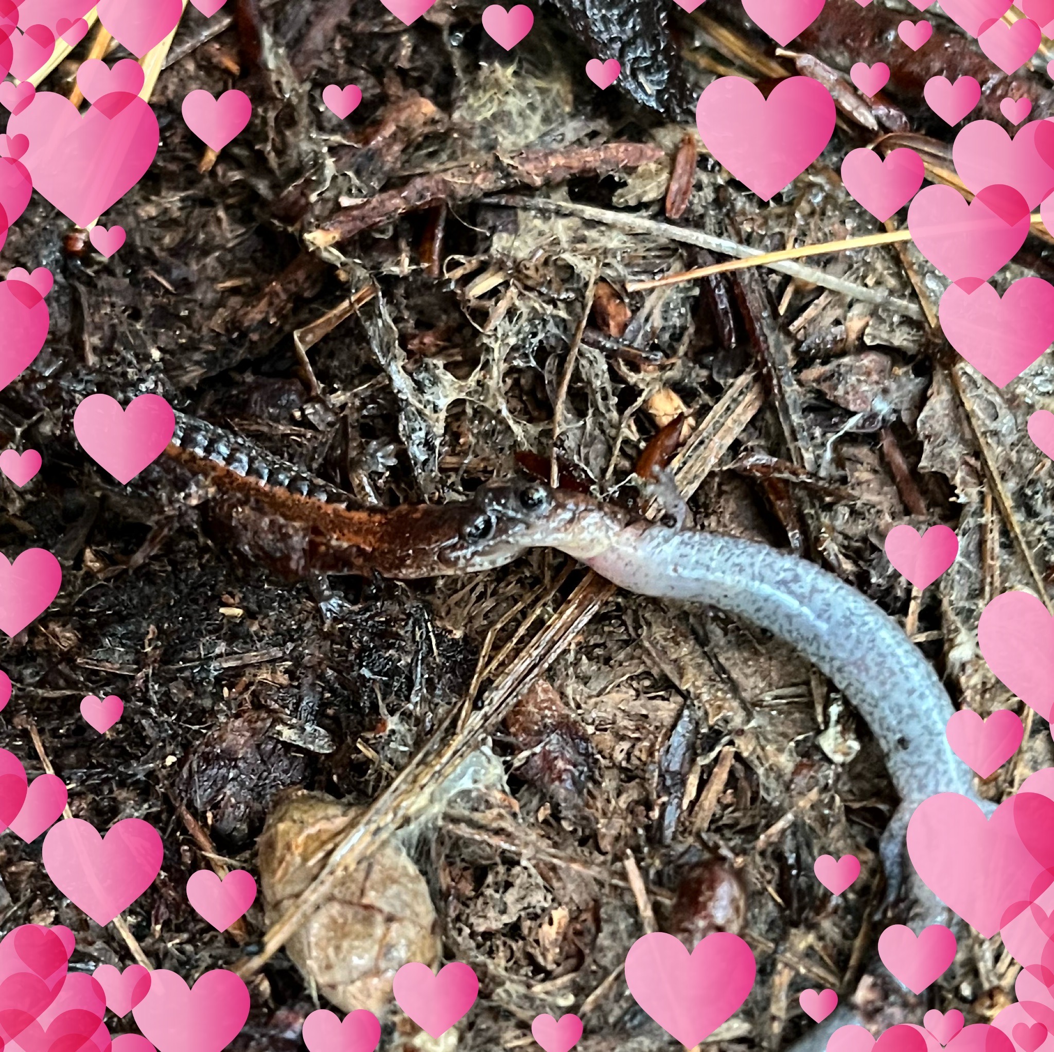THE Kiss of Death (aka Salamander Death Roll) Two adult male salamanders with their mouths locked. In this picture they are in a stalemate, waiting for the other to make a move. An aggressive move, that is.