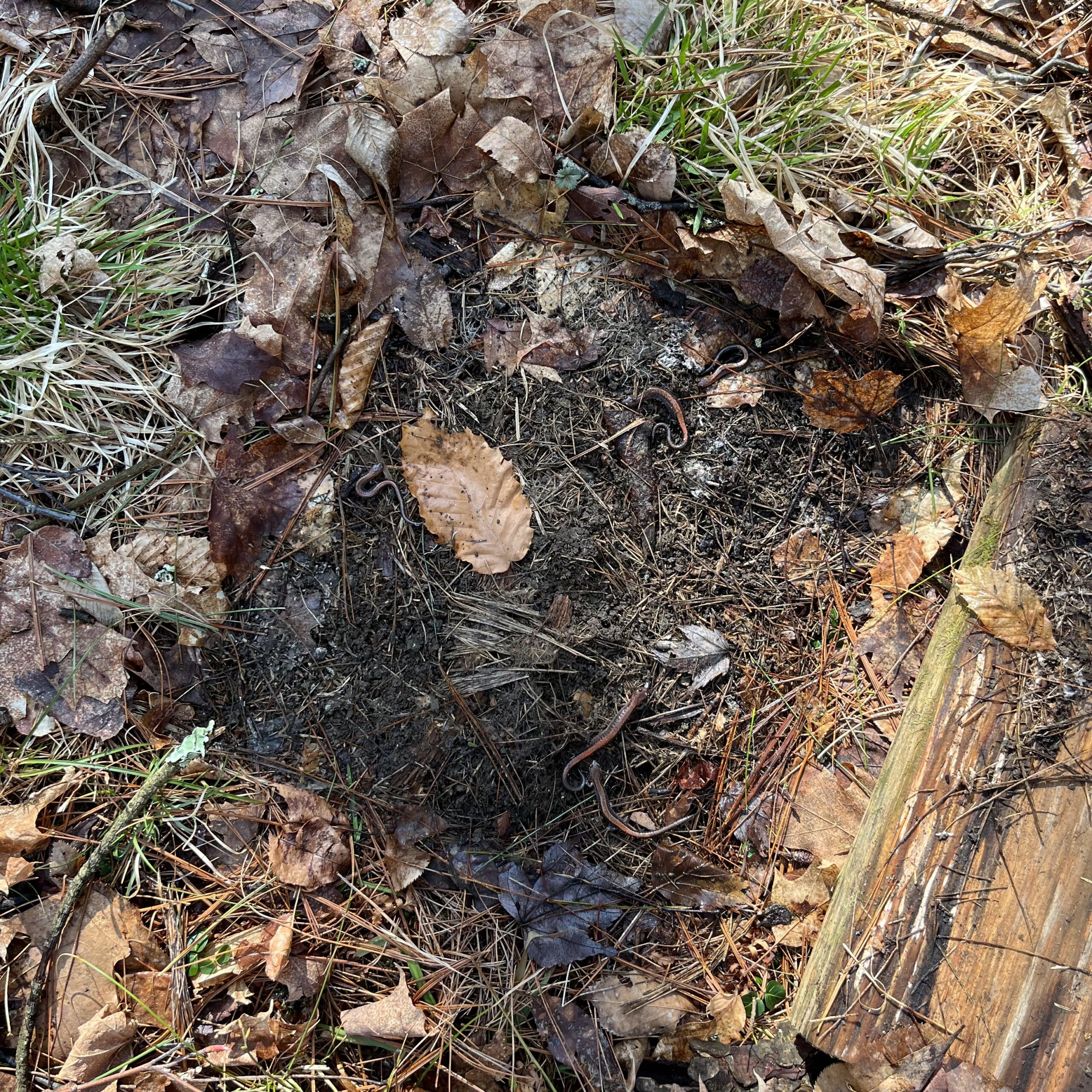 How many salamanders are under this board? Five salamanders found under the same board at the same time. Can you spot them all?