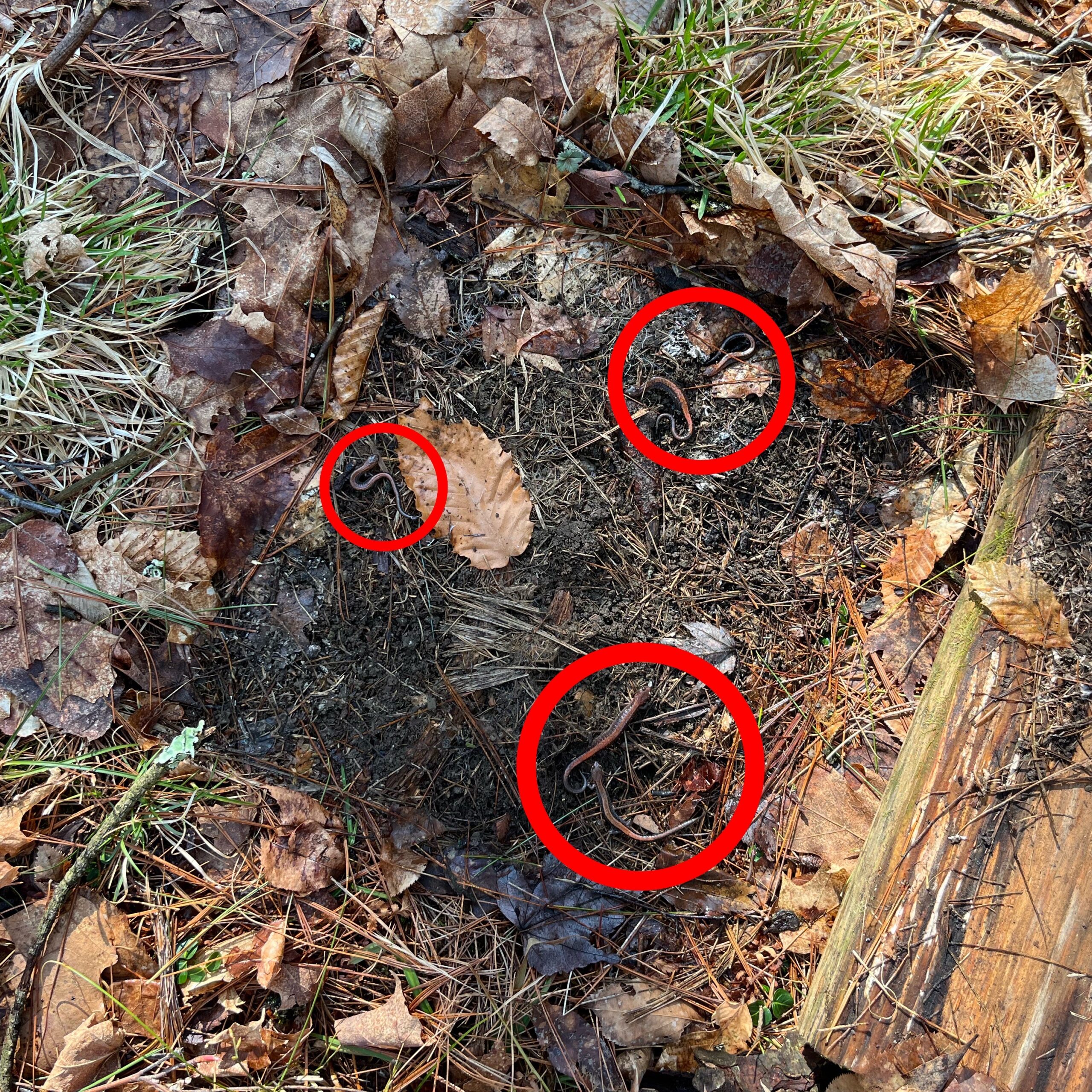 Number of salamanders revealed! The five salamanders! There are two salamanders in each of the larger circles, and in the smallest circle there is one.