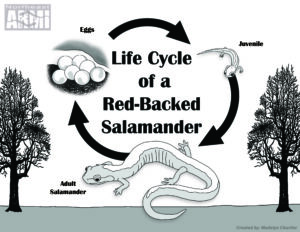 PCIN_lifecycle The Amphibian Week activity sheet drawn by Maddie