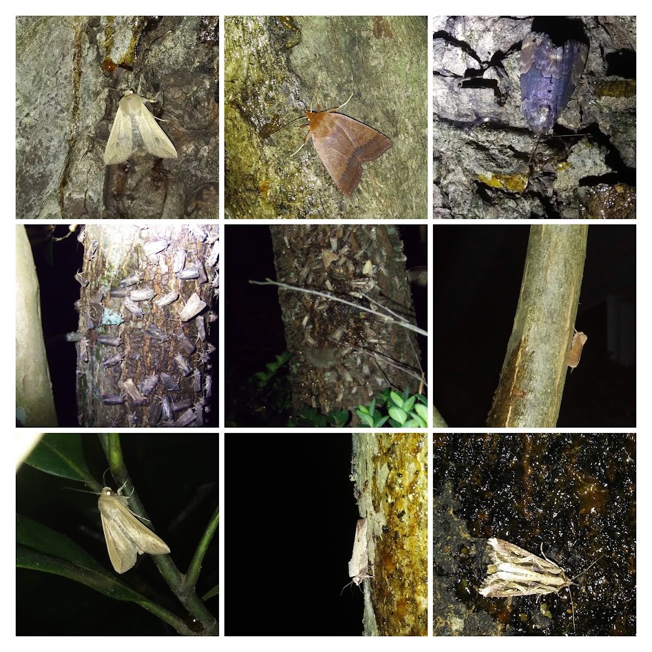 A few of the moths that have visited my concoctions of rotting fruit, sugar, and alcohol over the years.